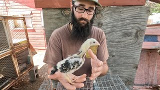 These Chickens take 3 YEARS to Grow!!! (Chicken Math)