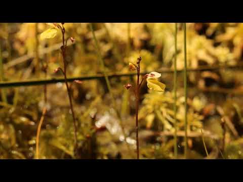 Видео: Bladderwort - разновидности на пикочния мехур, плодовете на пикочния мехур. Мехурчесто растение, червен барон, лутеус, спирея, златисто