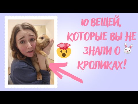 10 ВЕЩЕЙ, КОТОРЫЕ НУЖНО ЗНАТЬ, ПРЕЖДЕ ЧЕМ ЗАВОДИТЬ ДЕКОРАТИВНОГО КРОЛИКА!