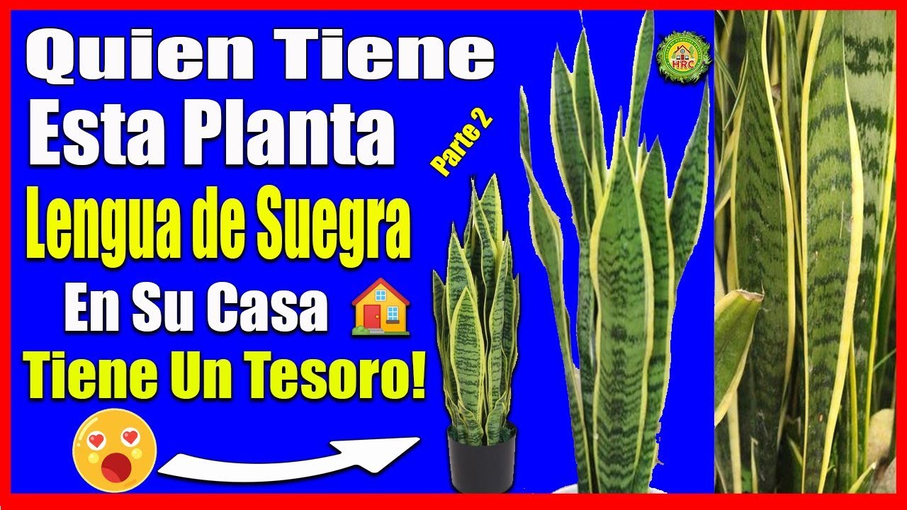 Una Sola Hoja De Esta Planta Lengua De Suegra Lengua De Vaca Te