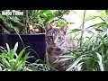 子猫!発見!水飲み場で1ヵ月ぶりに現れた片目の悪い子ネコ!こんなに成長してた!(ハグ編③)