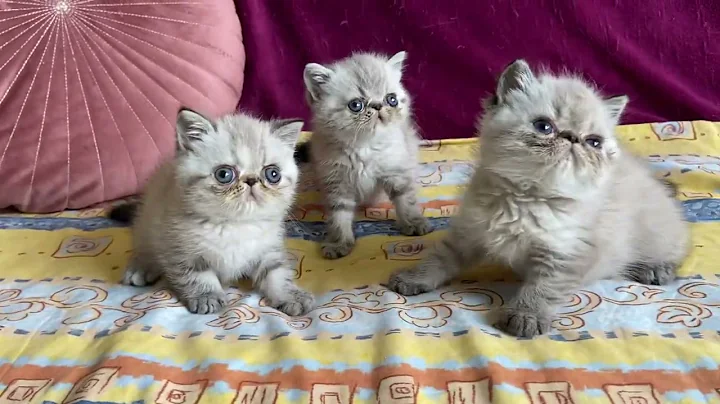 Video 9669411: exotic shorthair kitten, lynx point kittens, exoticshorthair kittens, colorpoint kitten