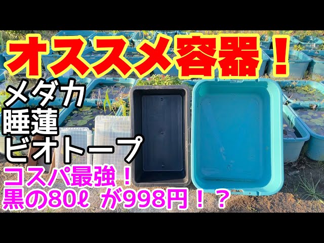 【NVBOXよりもベストな黒のメダカ飼育容器】黒の80ℓ容器が998円 ...