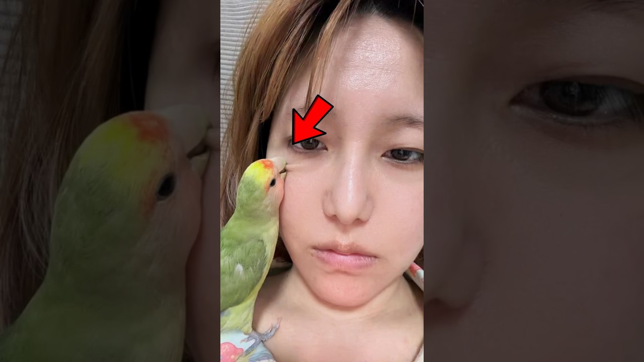 Parrot Tries To Remove His Mother’s Warts ❤️