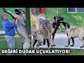 200 bin liralık Kangal yavruları için randevu alıyorlar