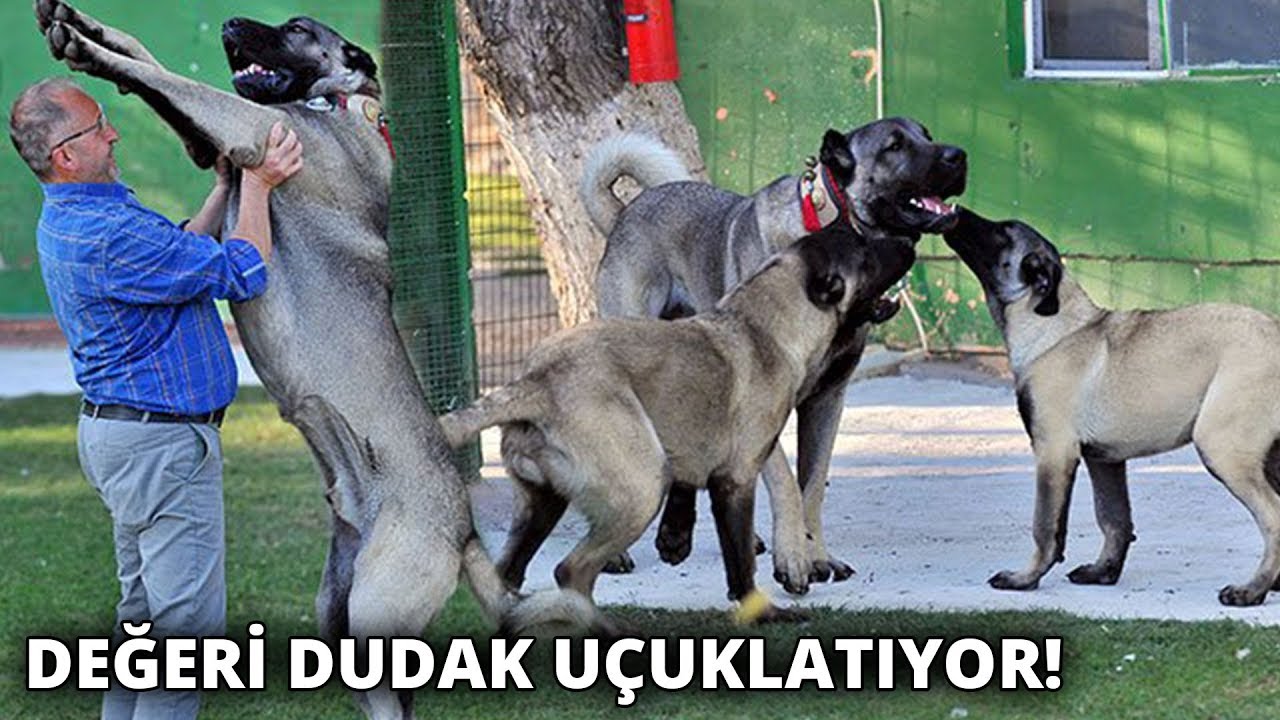 200 Bin Liralik Kangal Yavrulari Icin Randevu Aliyorlar Youtube