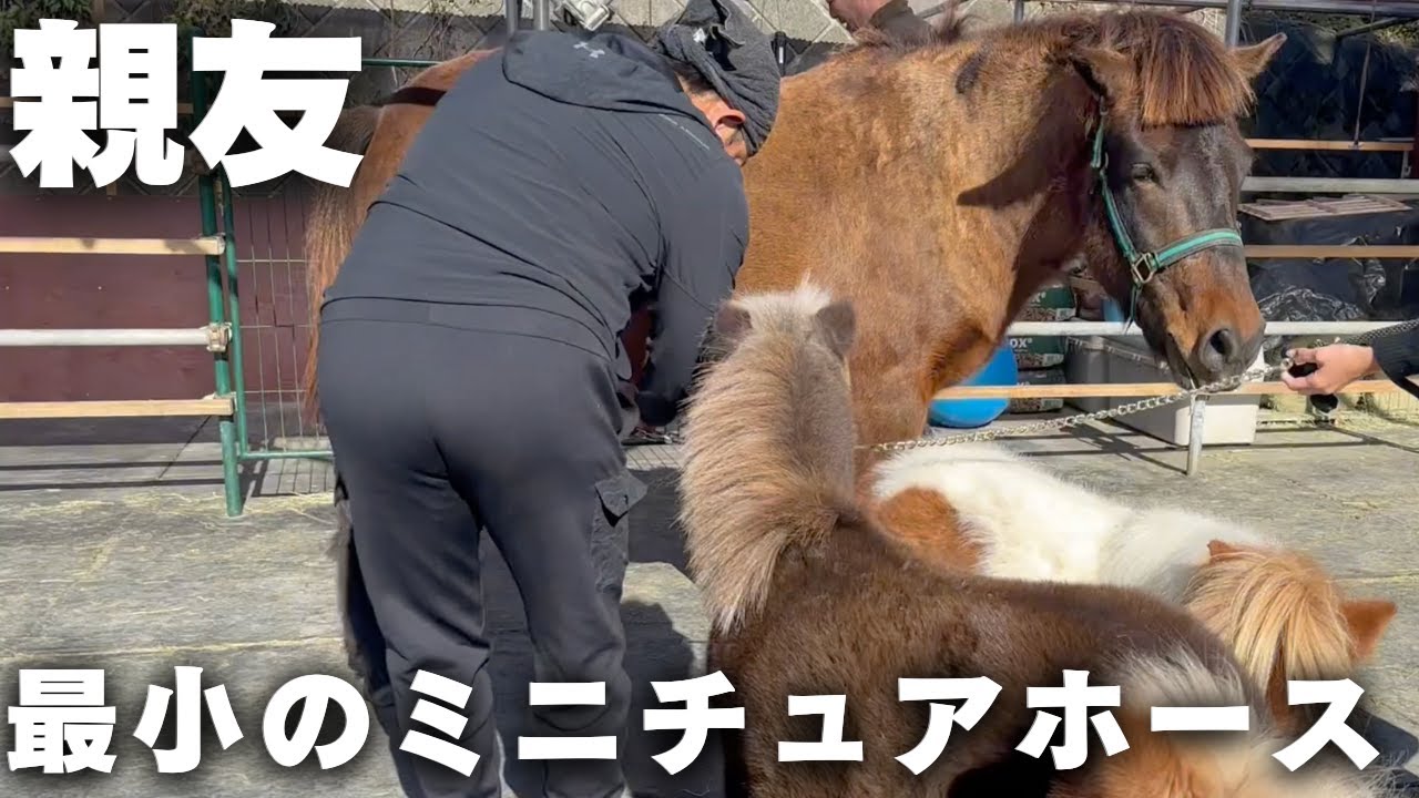 「ミニチュアホース」と、「どさんこ」は親友になった