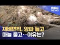 재배면적, 양파 늘고 마늘 줄고‥이유는? (2024.05.06/뉴스투데이/MBC)