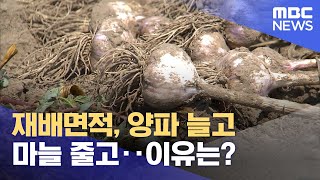 재배면적, 양파 늘고 마늘 줄고‥이유는? (2024.05.06/뉴스투데이/MBC)