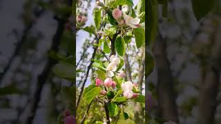 яблоня #цветы #весна #май #яблонявцвету #яблоня #природа #сад #огород #котопёс #dog #cat #кот #пёс