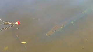 Fishing from the dock in Vilas county WI