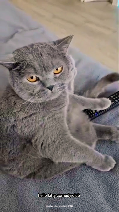 Tum toh smart kitty nikle 🤣 #trending #cat #youtubeshorts