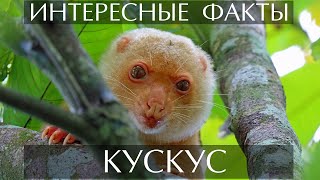 Кускус - Интересные Факты