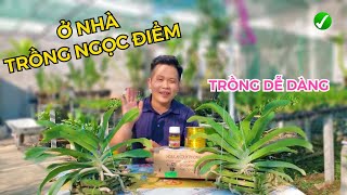 CÁCH TRỒNG NGỌC ĐIỂM, NGHINH XUÂN - VIDEO CHIA SẺ CHI TIẾT NHẤT | #HOALANDUYPHONG