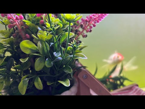 ASMR Whispering Waves is live! good morning