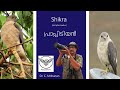 Shikra (Accipiter badius) Prappidiyan- പ്രാപ്പിടിയൻ, Bird Diversity Kerala in Malayalam-Indian Birds