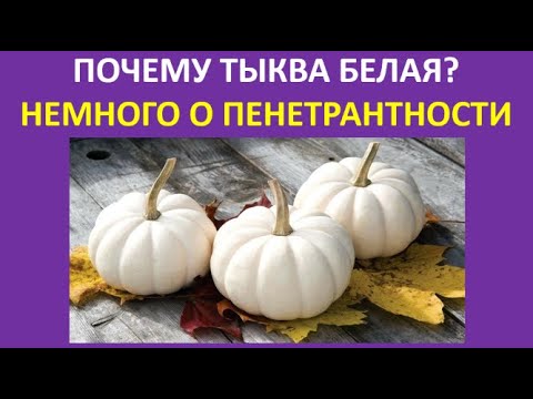 11  Почему тыква белая? Немного о пенетрантности