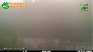 Moose and morning mist / Лось в утреннем тумане / Alces alces. Green Video #Wildlife