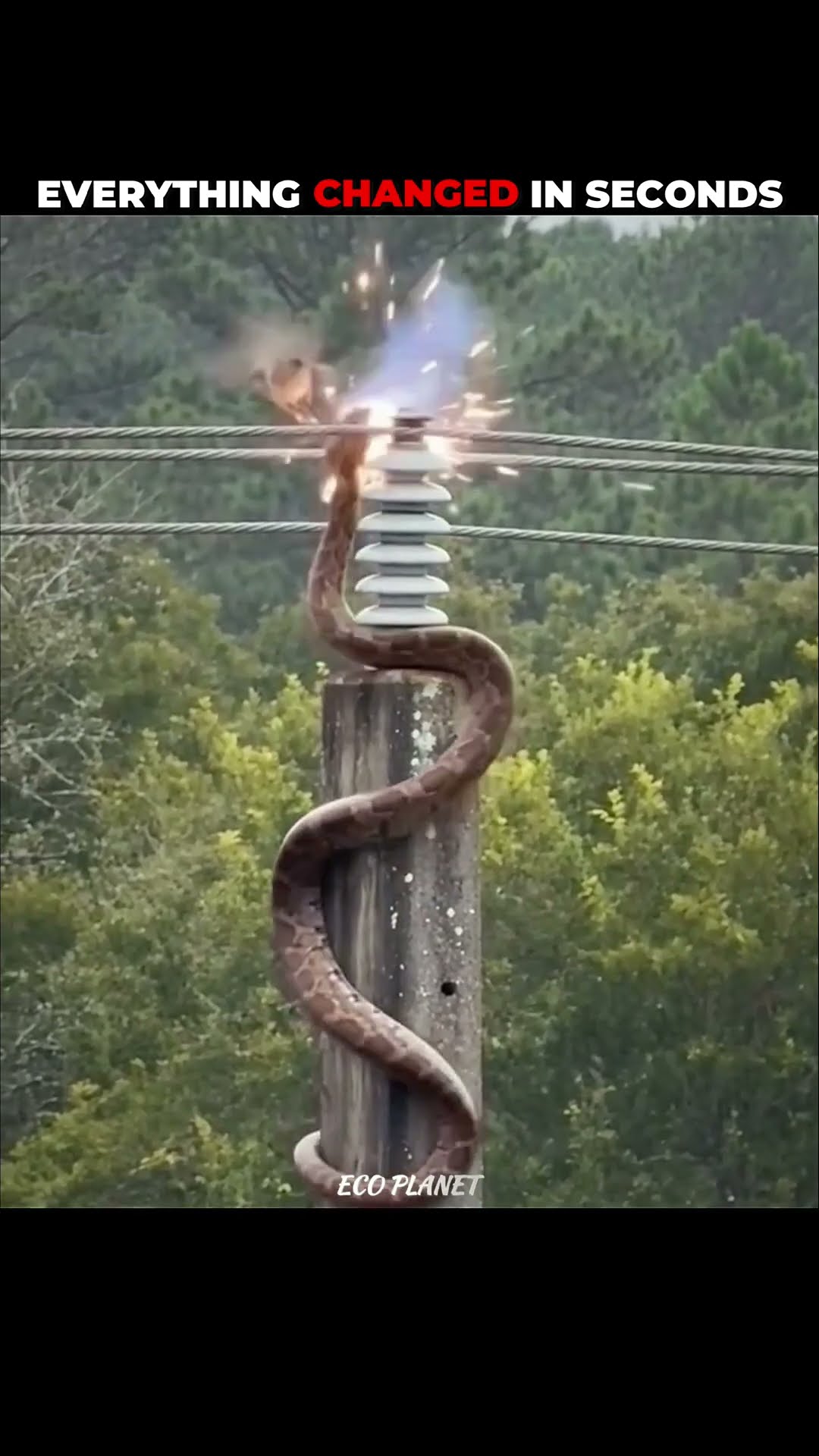 Python v/s Bird #shorts #wildlife #animal #animalshorts #animalvideo #animalplanet #wild #python