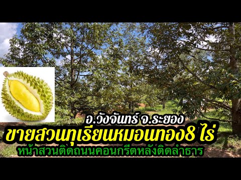 ที่ดินสวย-จันทบุรีระยอง Ep.156-ขายสวนทุเรียนหมอนทองระยอง-โฉนด8ไร่-ขาย-10-ล้านบาท-หน้