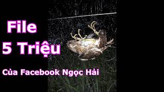 Tiếng Trích Ré File Trích Ré 5 Triệu Của Facebook Ngọc Hải • Rừng Già Ký Sự