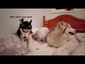 Cutest dog couple fighting