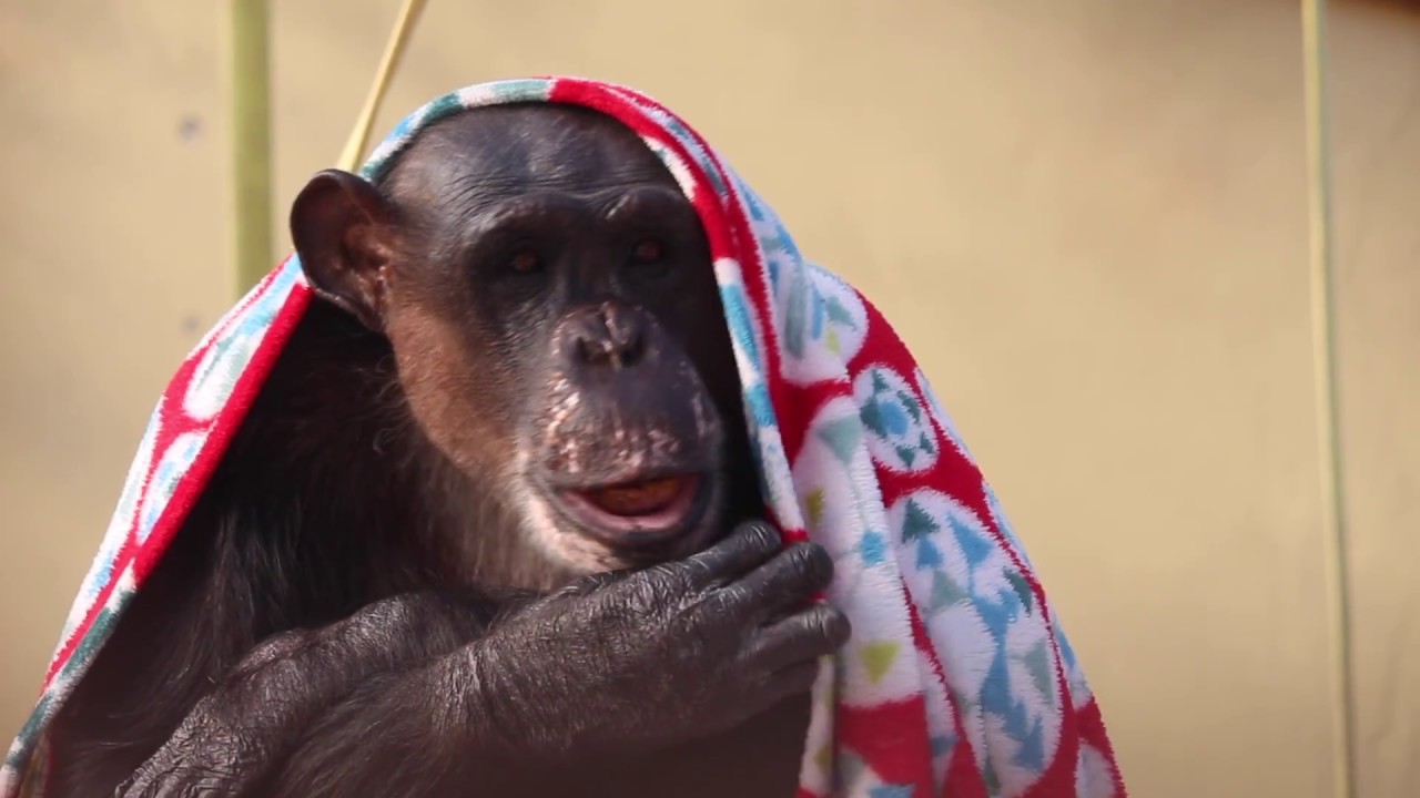 Rescued chimpanzee Negra watches breakfast