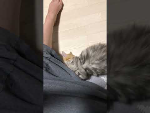 市川俊ブリーダーからお迎えしたマンチカン：おかきちゃん