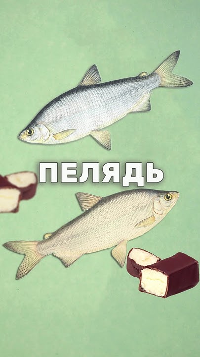 Северная рыба с белым мясом