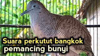 Download lagu Perkutut bangkok gacor suara ampuh untuk pancingan semua perkutut bangkok 100% nyaut 