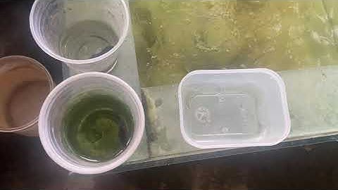 Tham quan trại cá cảnh dì Tư lớn nhất Quận 12 vào đầu tháng 09-2021