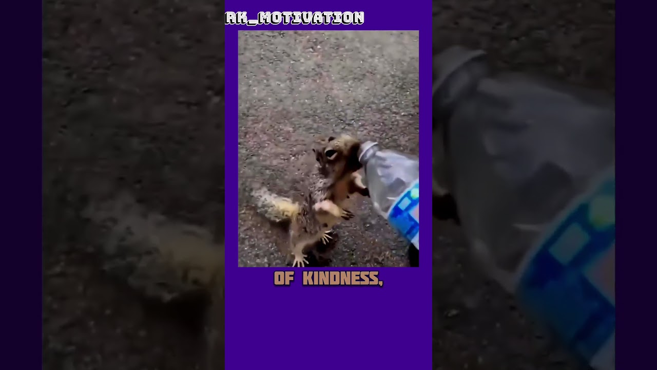 A Thirsty Squirrel’s Trust: Heartwarming Moment of Compassion.