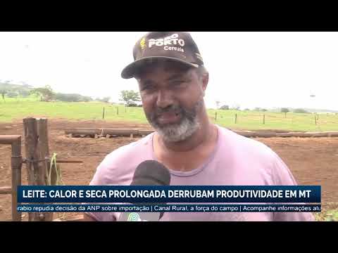 Leite: calor e seca prolongada derrubam produtividade em Mato Grosso | Canal Rural