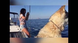 Delfines en Altea y Benidorm juegan con las olas del velero ante