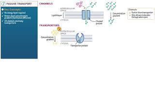 Passive Transport with Ditki, Medical & Biological Sciences