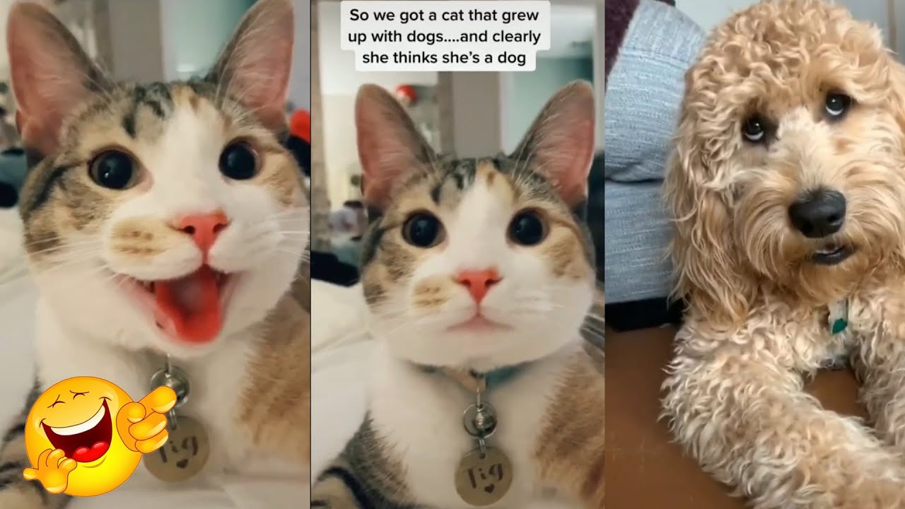 These cats can speak English Better than Me YouTube
