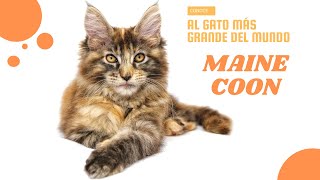Maine Coon 😸 The biggest cat in the world (subtitled) by Raza de Gatos 817 views 2 years ago 4 minutes, 21 seconds