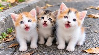Helpless Kittens with Sad, Hungry Eyes and No One to Care for Them — I Decided to Adopt Them