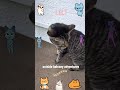 Lily's First Balcony Adventure #tabbycat #catvideos #rescuecat #sillylily