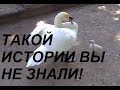 Отец-одиночка лебедь растит птенца! Swan story!