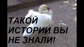 Отец-одиночка лебедь растит птенца! Swan story! Отец-одиночка лебедь растит птенца! Swan story!
