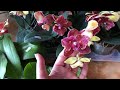🌸 ПРОДАЖА ОРХИДЕЙ. Редкие орхидеи БАБОЧКИ -предзаказ на весну 2022г. Орхидеи почтой. Купить орхидею.