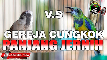 MASTERAN UNTUK SEMUA JENIS BURUNG MEWAH CUCAK CUNGKOK VS GEREJA GACOR, JERNIH PANJANG JEDA NATURAL !