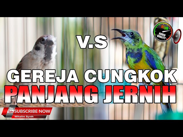 MASTERAN UNTUK SEMUA JENIS BURUNG MEWAH CUCAK CUNGKOK VS GEREJA GACOR, JERNIH PANJANG JEDA NATURAL ! class=