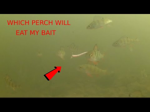 must see..rare footage of PERCH ATTACKING bait underwater  #newbeginingsfishing #fishing #perch 