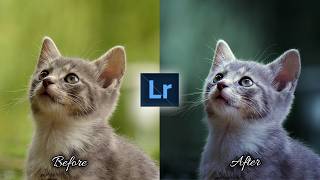 Before & After: Stunning Cat Photo Edit in Lightroom screenshot 4