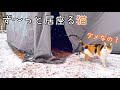 雪降る森の中。暖かいテントに住み着いた猫が可愛すぎた！