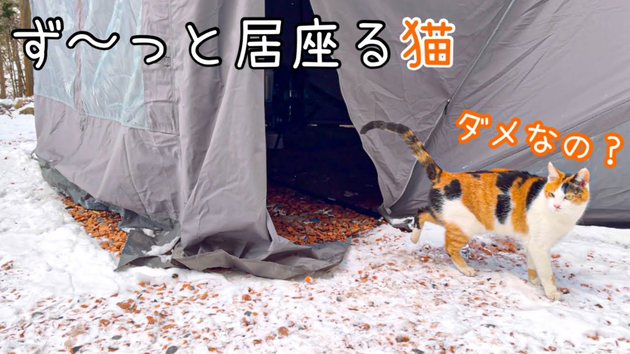 雪降る森の中。暖かいテントに住み着いた猫が可愛すぎた！