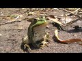 #Футаж. Прудовая лягушка/#Footage. Pool frog/Pelophylax lessonae