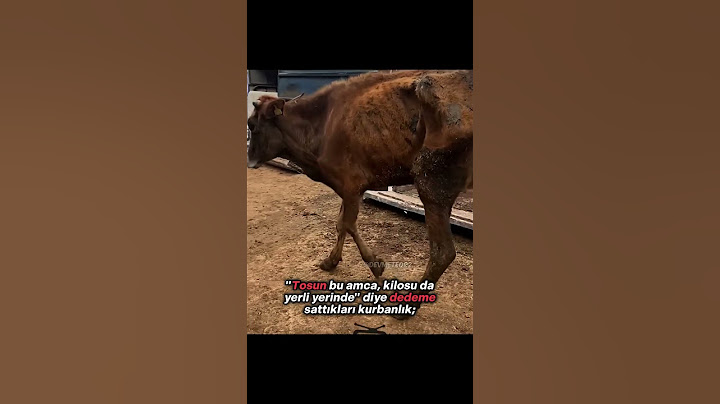 1 TON ET ÇIKAR BUNDAN